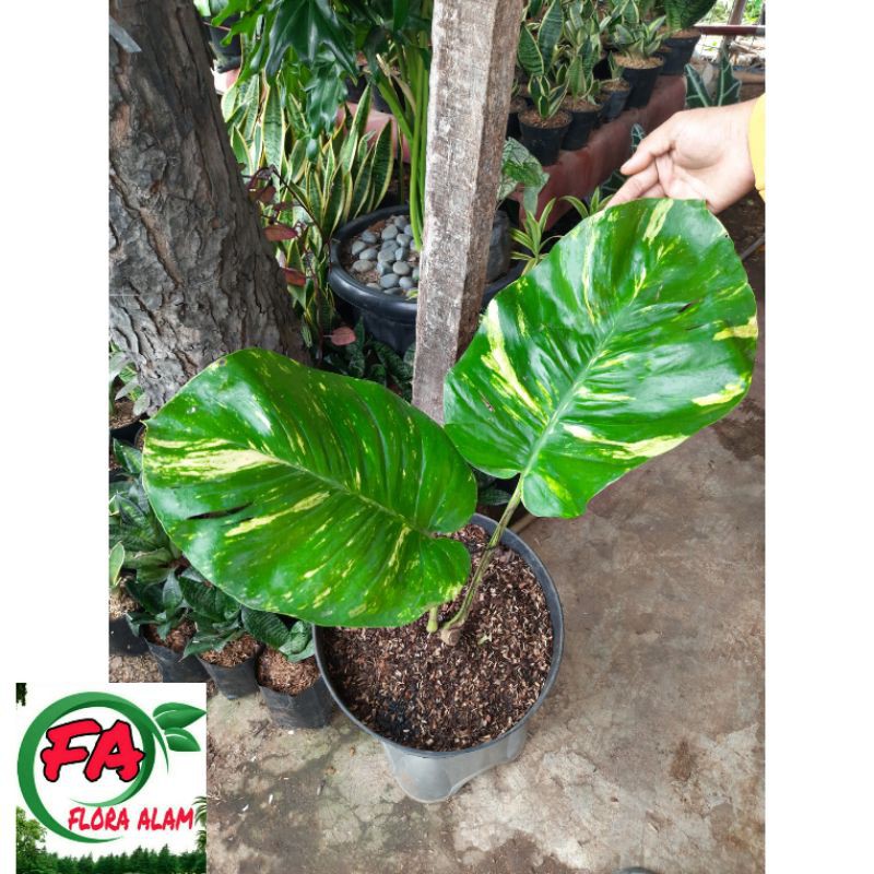 Tanaman Hias Sirih Gading Jumbo Monstera Marmorata Variegata Kuning Shopee Indonesia