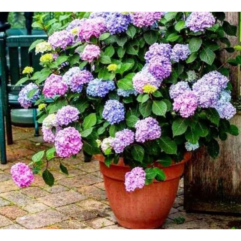 Bunga hortensia Holland/Rottensia Holland/bunga berondong.