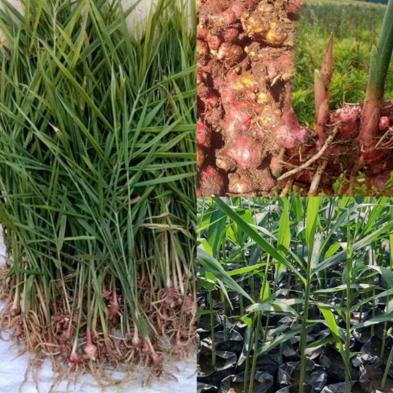 bibit jahe merah siap tanam