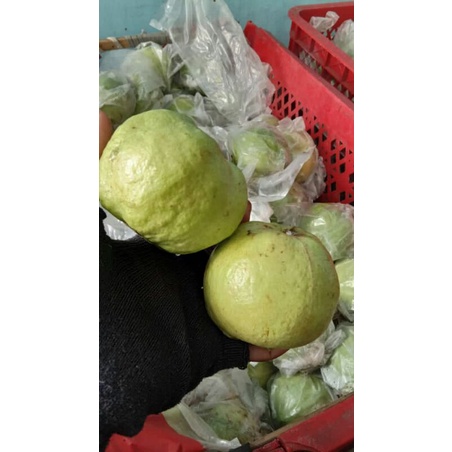

buah jambu