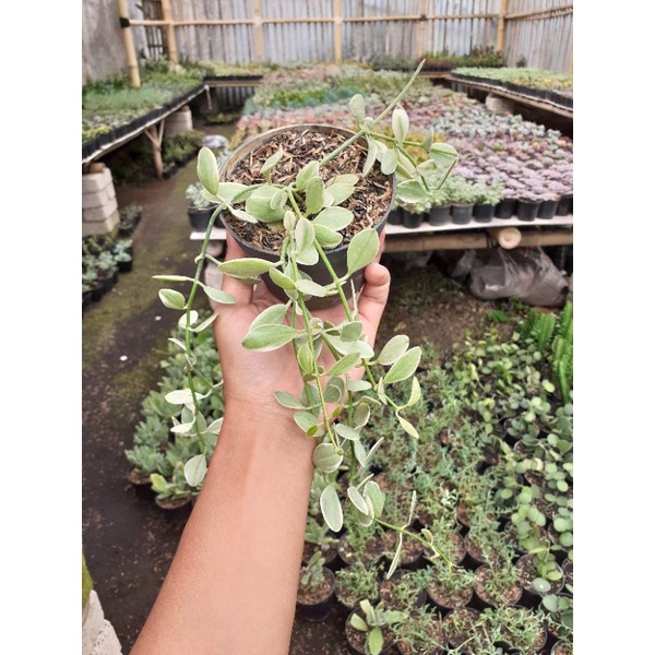 Dischidia cascade variegata