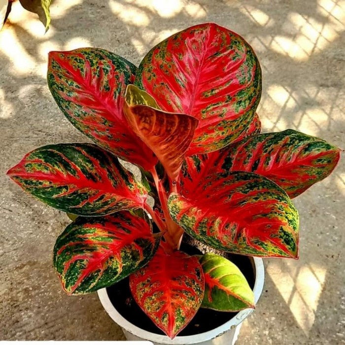 Aglonema wulandari anakan ( Bisa COD )