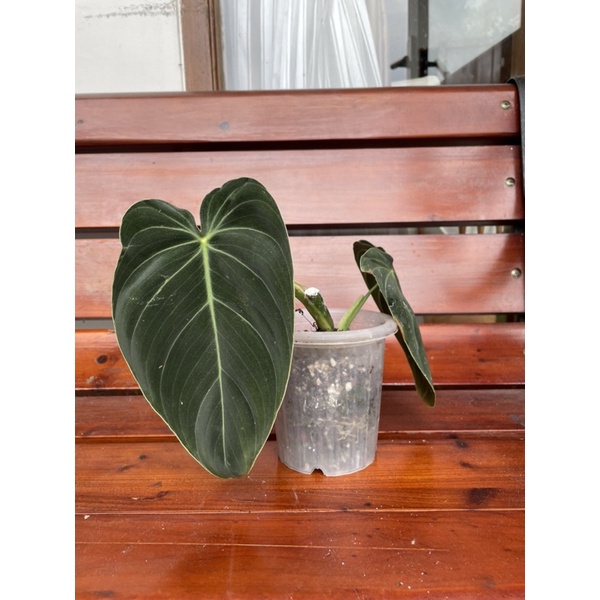 Philodendron Melanochrysum melano