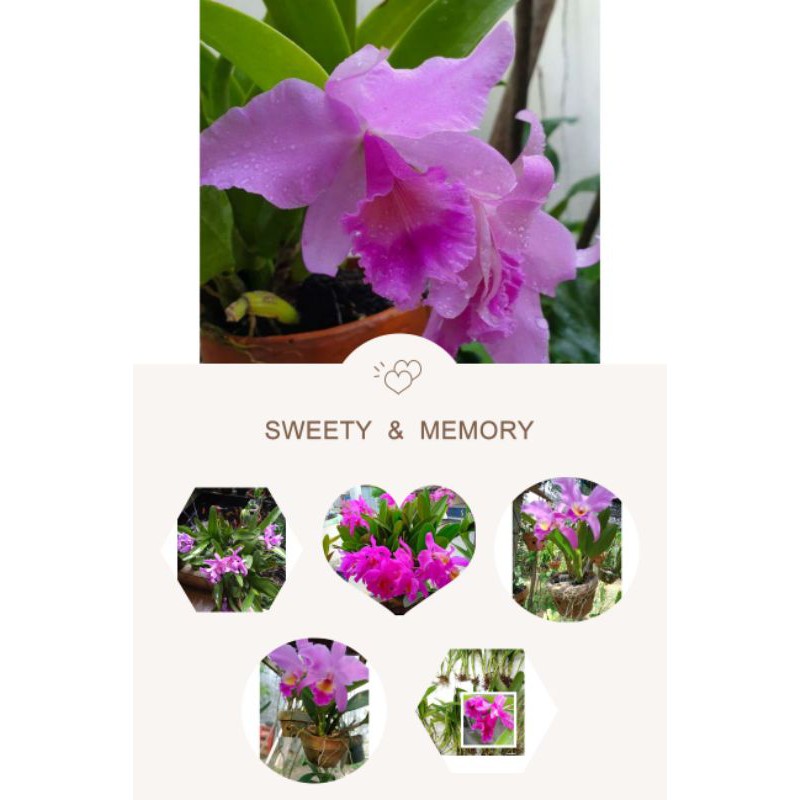 paket 6 bunga Anggrek Cattleya mantini - pohon anggrek