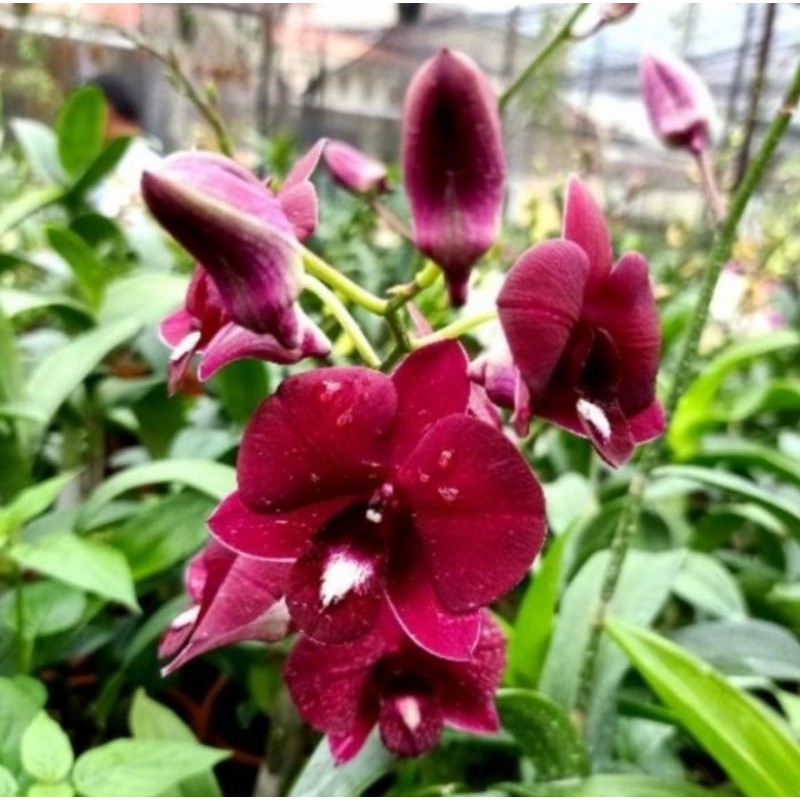 Pohon Anggrek Dendrobium Bunga Merah Maroon Tanaman Hias Pohon Bunga Anggrek Hidup