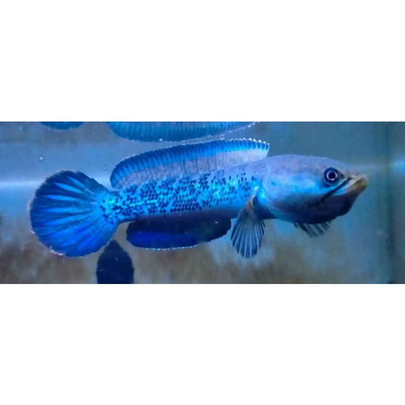 SPESIALL TERMURAH!!! STEWARTI UK6-10cm  FULL DOT MENTAL BAR-BAR