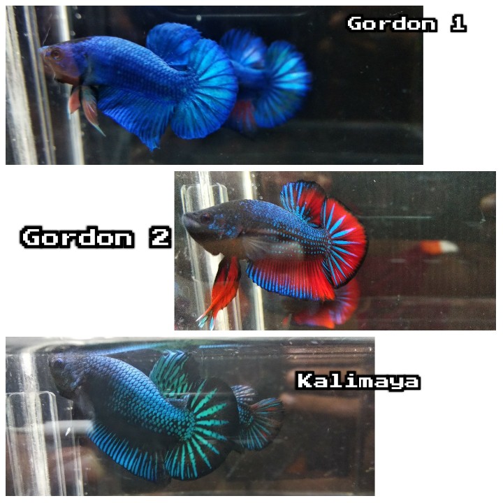 Ikan Cupang Avatar Gordon / Kalimaya ( Pair )