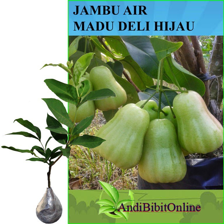 Bibit Tanaman Jambu Air Madu Deli Hijau - Jambu Madu Deli Hijau