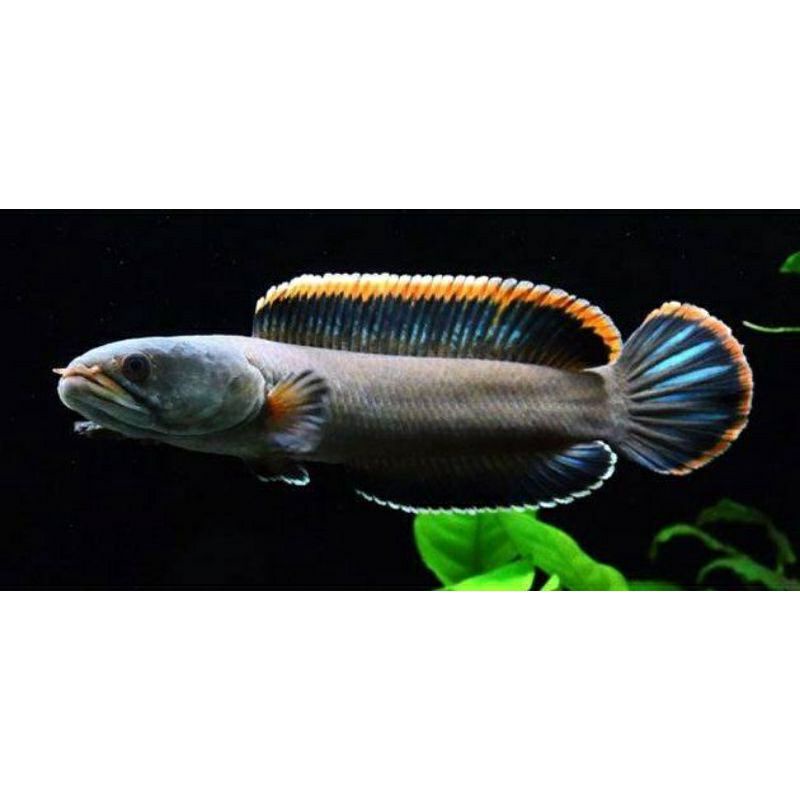 Limbata locality LAWU grade A size 13-20cm Rim mantab pedes