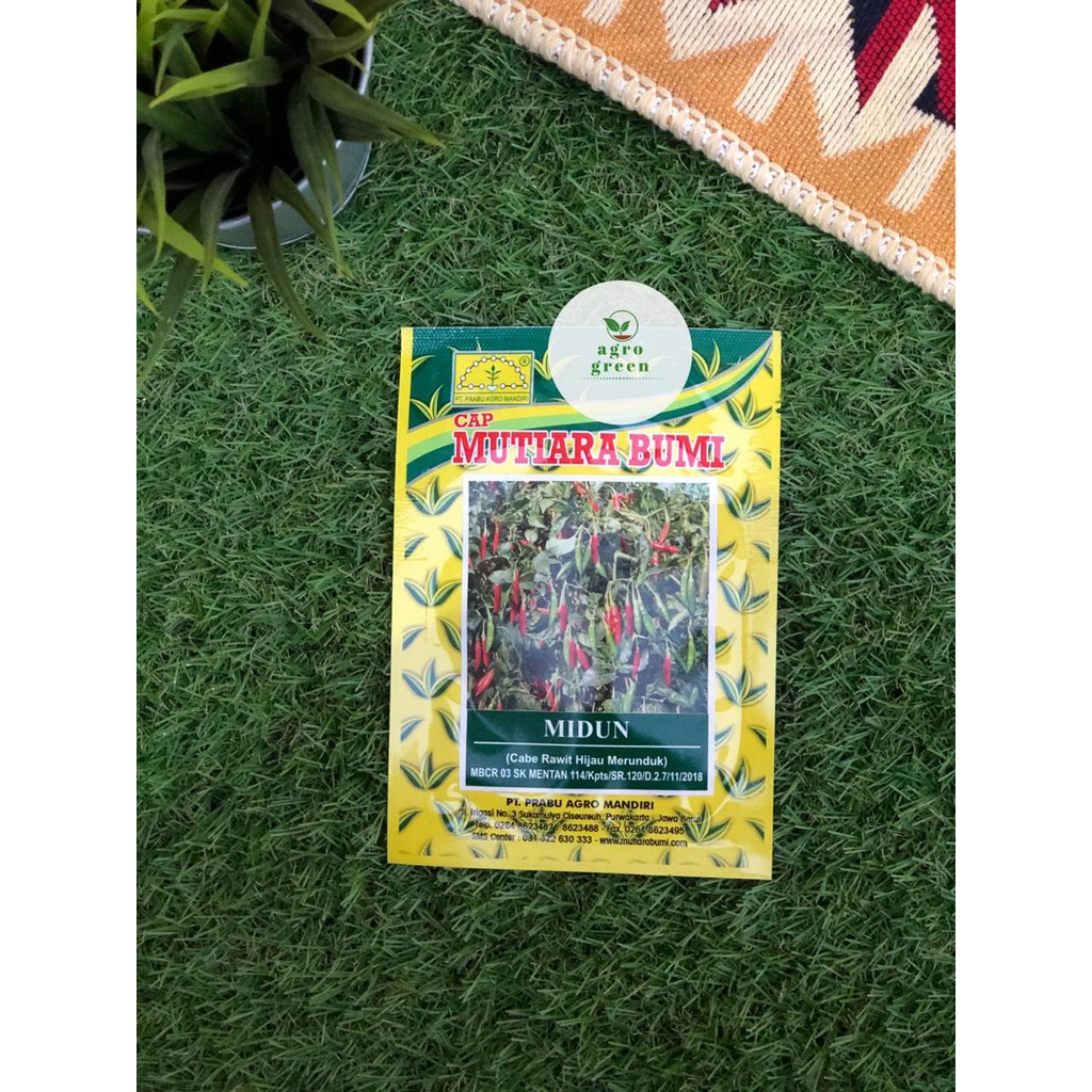 BIBIT CABE RAWIT MIDUN (Cabe Rawit Hijau Merunduk) - CAP MUTIARA BUMI