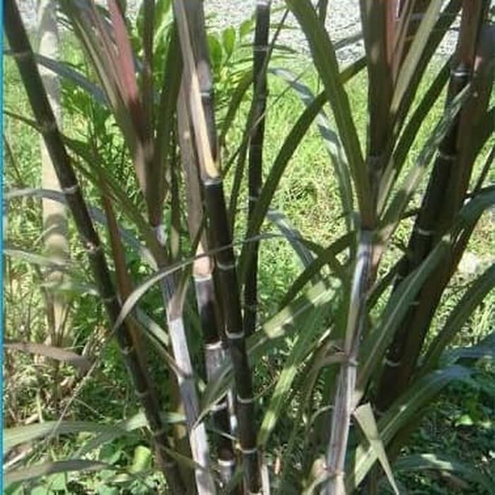 Tebu hitam/Wulung obat kanker payudara dan diabetes