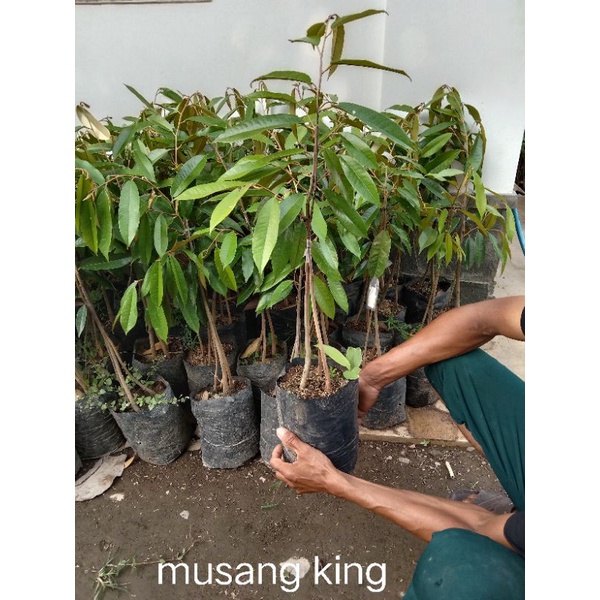 bibit duren unggul okulasi musang king