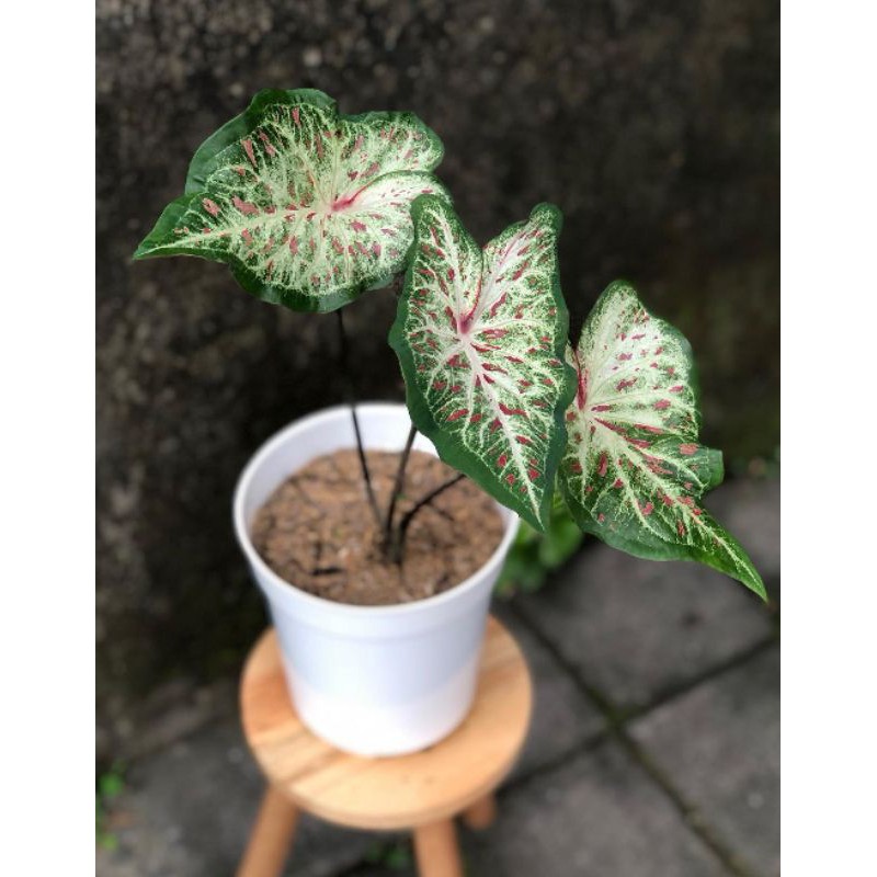 tanaman hias caladium gingerland - tanaman hias keladi - tanaman keladi