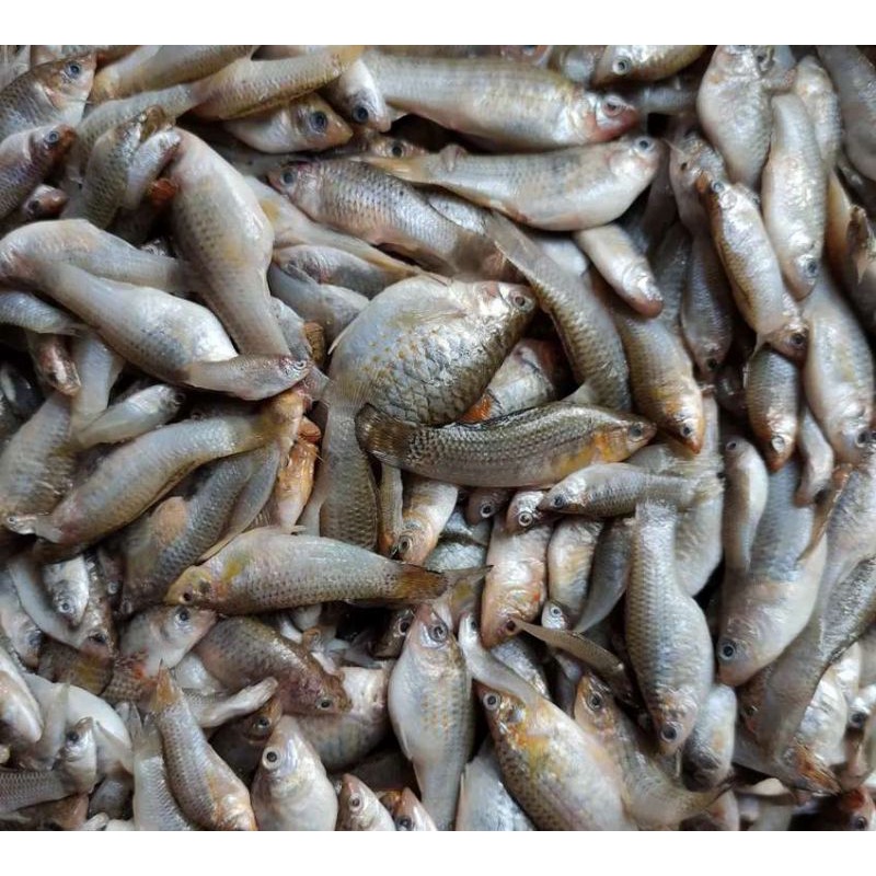 ikan segar cere laut