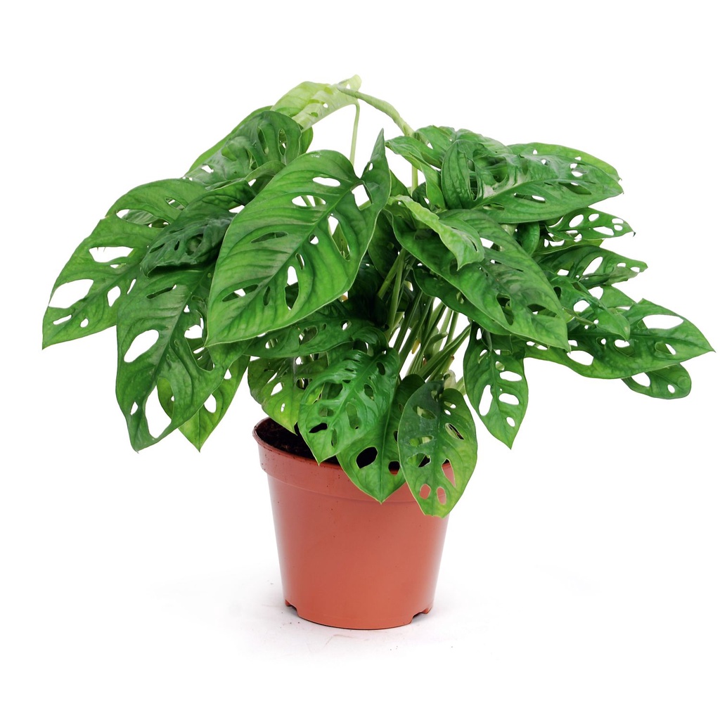 TANAMAN HIAS JANDA BOLONG bunga hidup Monstera adansonii tanaman GANTUNG Daun rambat (Janda Bolong)