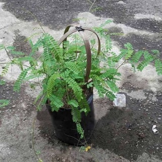 Jual Daun Saga Rambat - Bibit Tanaman Herbal Daun Saga Rambat - Pohon ...