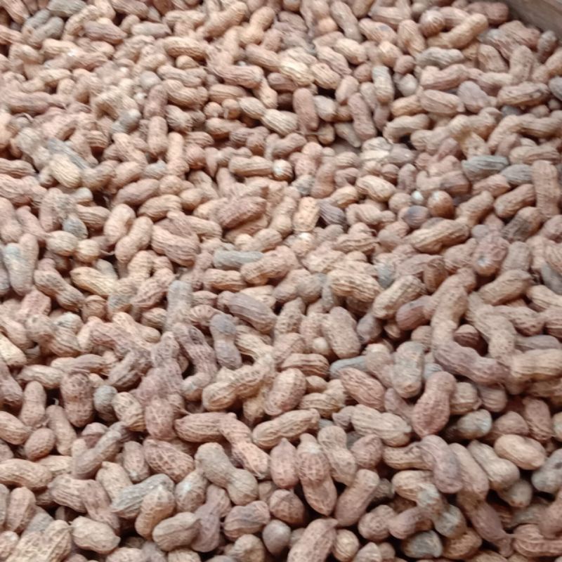 

Korzaln Kacang Kulit Sangrai Madura Super Enak Gurih Renyah 1Kg