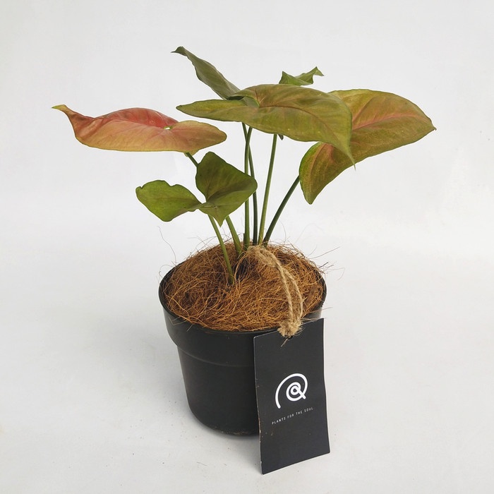 Syngonium 'Maria Allusion' / Nephthytis - Tanaman hias singonium mini