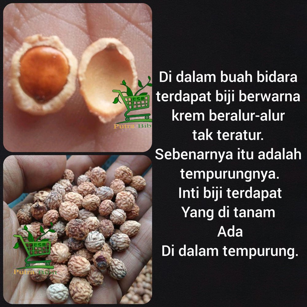 Jual Benih Biji Bibit Bidara Arab Perbutir Butir Siap Semai Pohon Tan Indonesia Shopee Indonesia