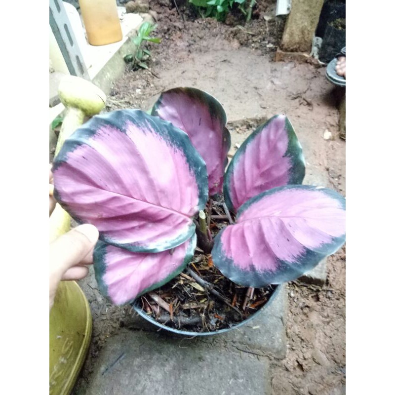 tanaman hias calathea marion-Calathea Marion-PROMO CALATHEA MARION UNGU-calathea marion ungu