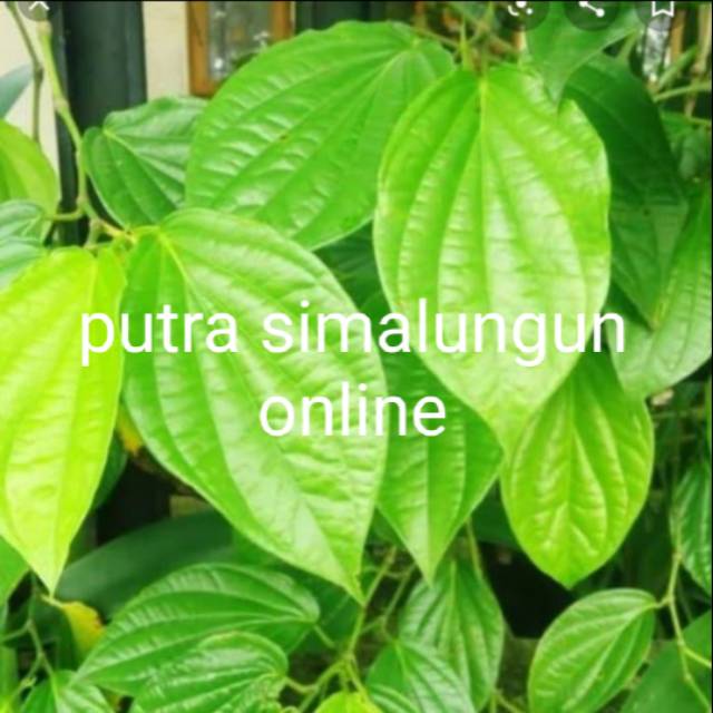 

DAUN SIRIH 1kepit