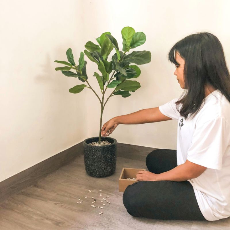 Ketapang, Pohon Ketapang, Pohon Artificial, Pohon Ketapang Artificial, Tanaman Ketapang, Pohon Ketap