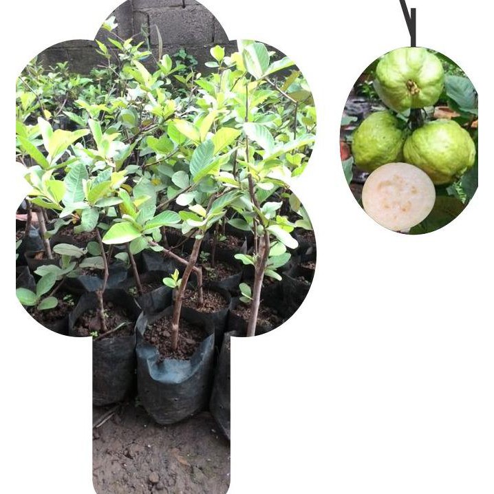 Produk Ready Bibit Jambu Kristal Cangkokan
