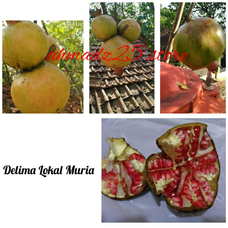 

Delima Muria