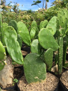 Tanaman hias kaktus  centong  opuntia indica Shopee Indonesia