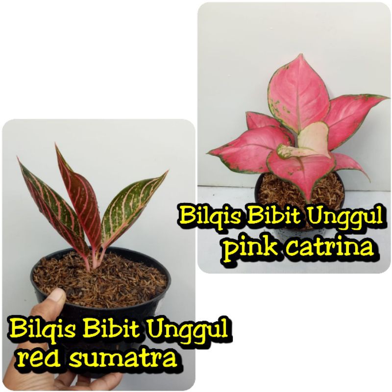 paket 2 bunga aglonema pink catrina/Katrina-red sumatra/Sumatra anakan/baby
