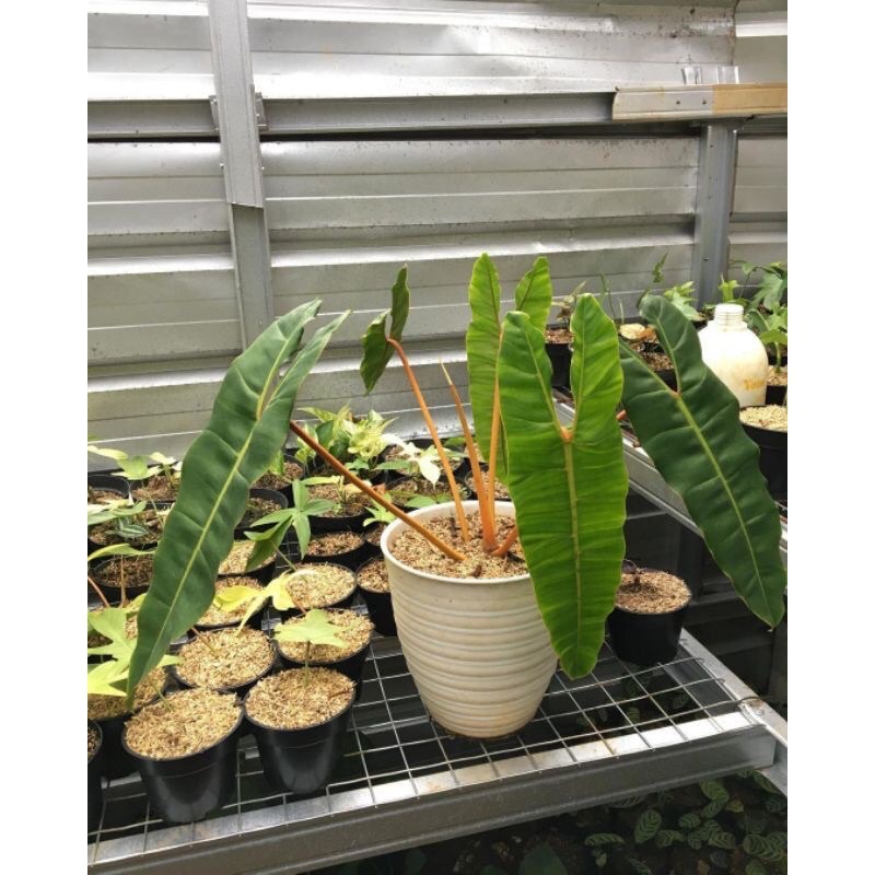 Philodendron kabel busi stang oren bibit/batang bonggol