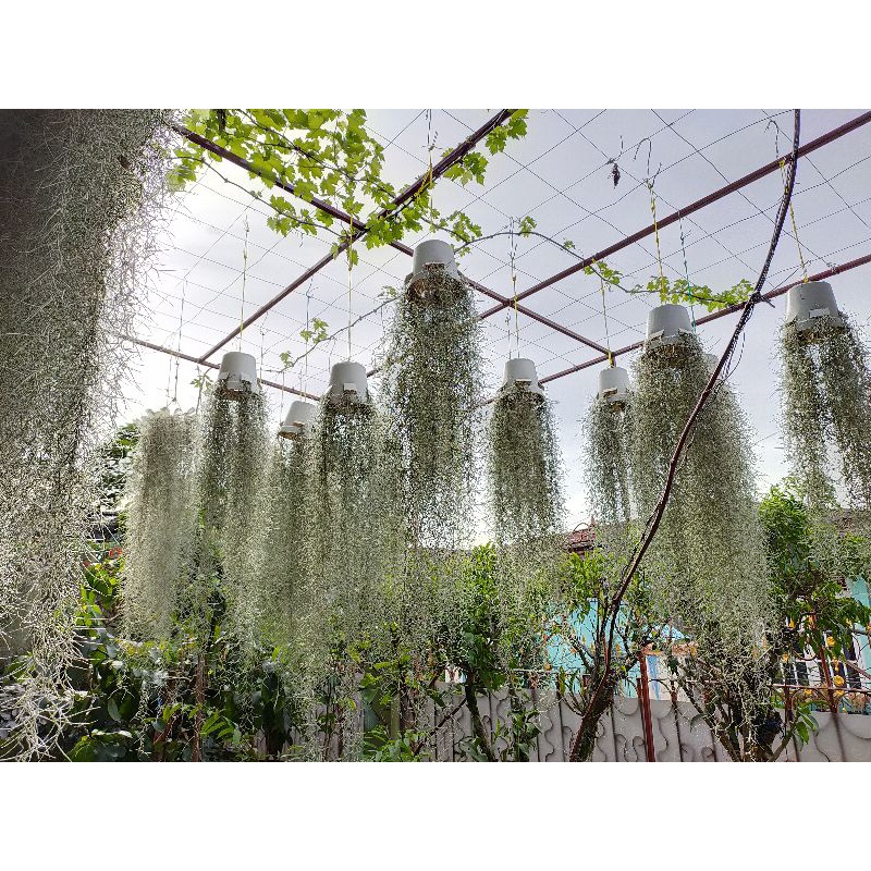 Tanaman hias jenggot musa atau jenggot nabi