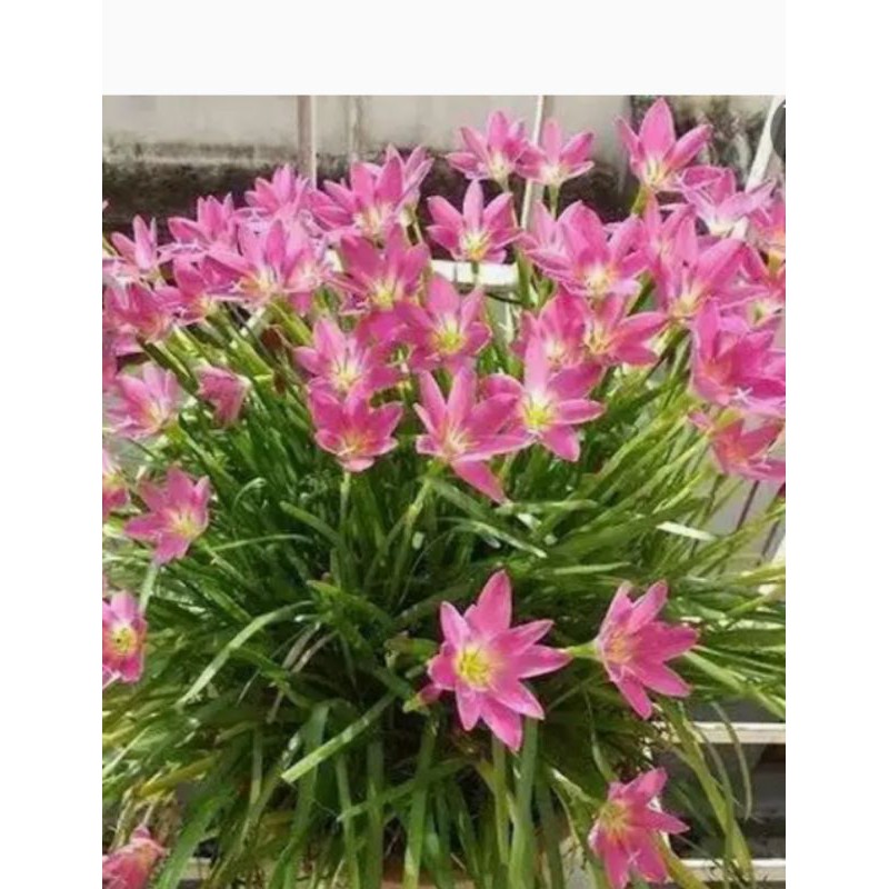 TANAMAN HIAS LILI KUCAI TULIP/TANAMAN KUCAI TULIP BUNGA PINK./TANAMAN HIAS HIDUP SIAP TANAM.