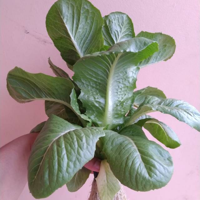 

selada romaine, sayuran segar bebas pestisida dan langsung dari kebun.