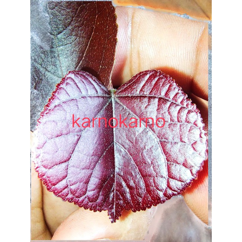 bahan bonsai  waru merah super reed original termurah terlengkap