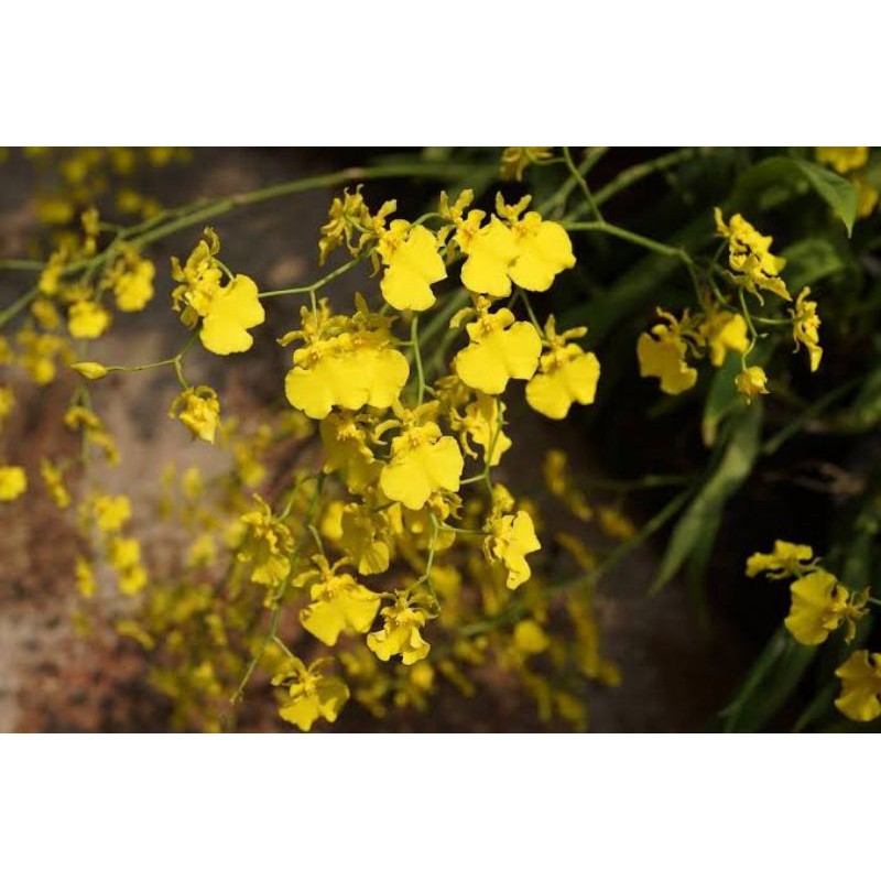 Bibit Anggrek botol oncidium golden shower