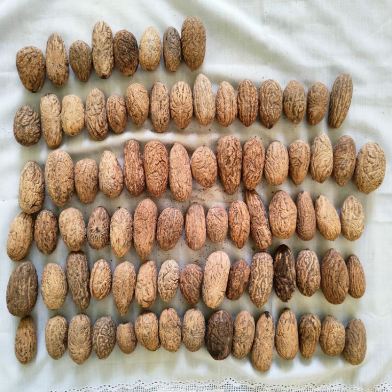 Biji Oud Sholib/Fawania/Oud Saliba Afrika Asli