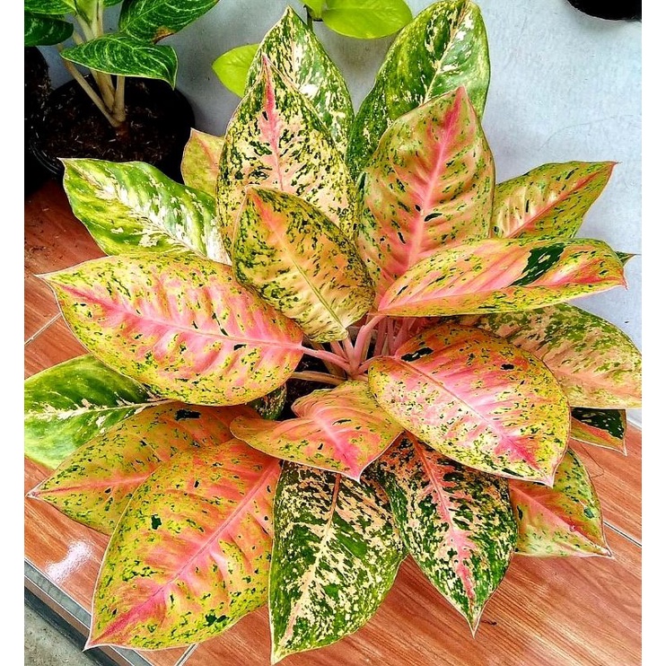 Aglonema Bigroy Rumpun Mutasi Kuning Cerah / Tanaman Hias Bigroy Aglonema / Tanaman Hias Hidup / Bun