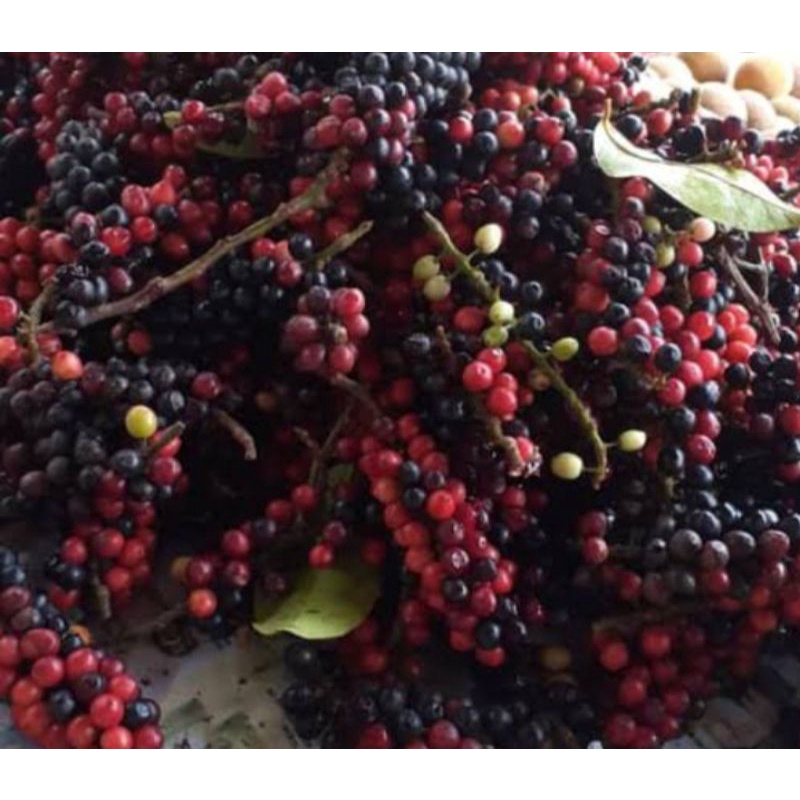 

buah buni buah huni segar langsung petik dari pohon setengah kilo