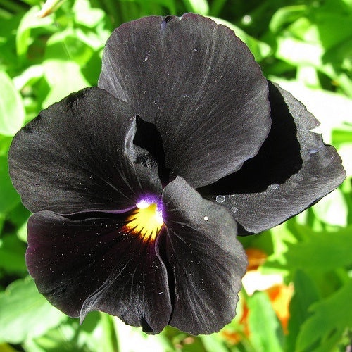 Benih Bibit Biji - Bunga Pansy Clear Crystal Black Flower Seeds - IMPORT