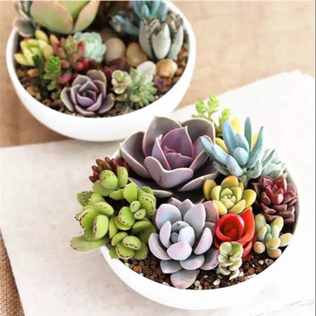 Benih kaktus/sukulen mix isi 5 biji (IMPORT)