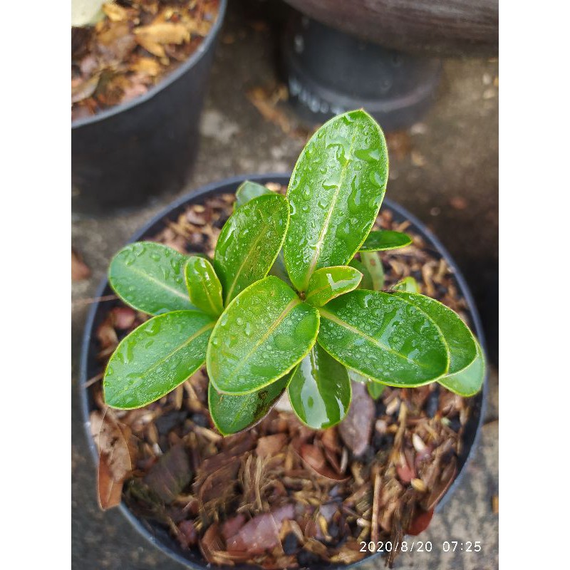 Adenium hybrid ERAWAN (Socotranum x S1).
