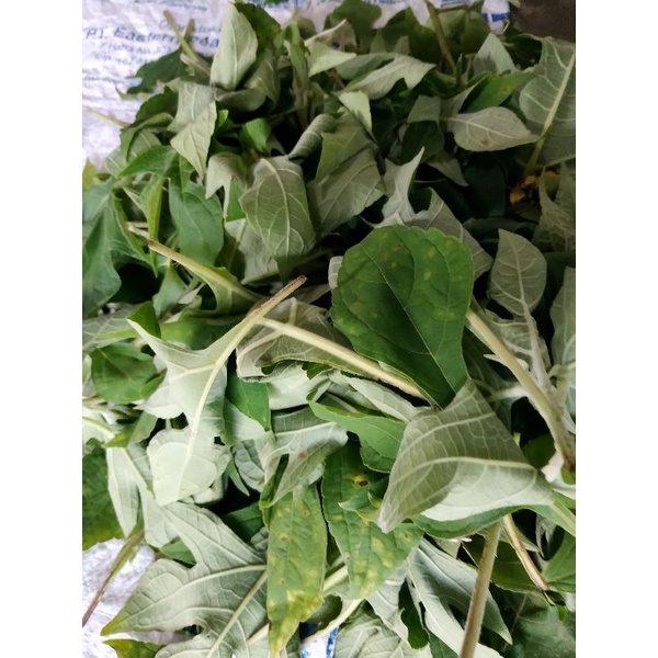 

DAUN Insulin Fresh 100 gr