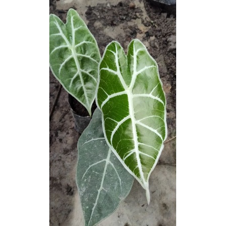 alocasia watsoniana sp sumut