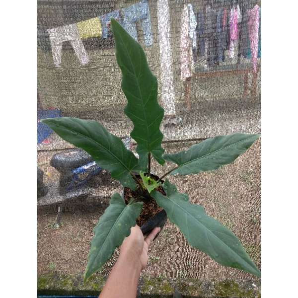 Black sifit - keris papua