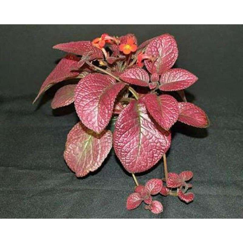 Episcia Merah (Episcia cupreata) - Bibit Tanaman episcia merah maroon atau strawberry mist