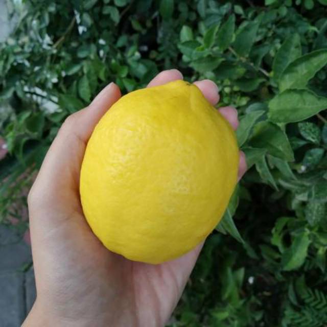 

Lemon import premium 1kg