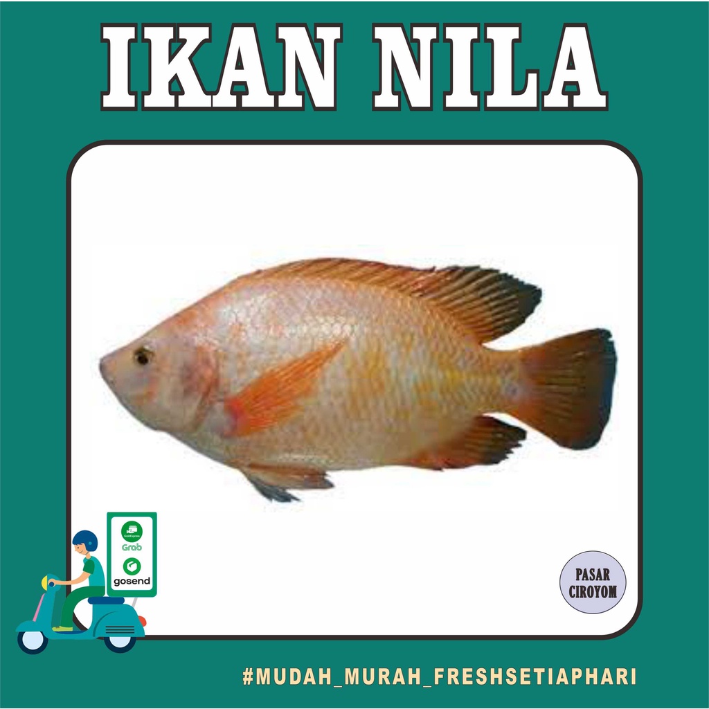 

IKAN NILA FRESH MURAH BANDUNG / SEAFOOD