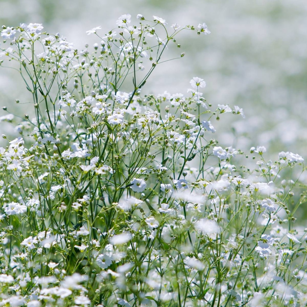 Benih Bibit Biji - Bunga Baby's Breath Gypsophila Elegans Covent Garden Flower Seeds - IMPORT