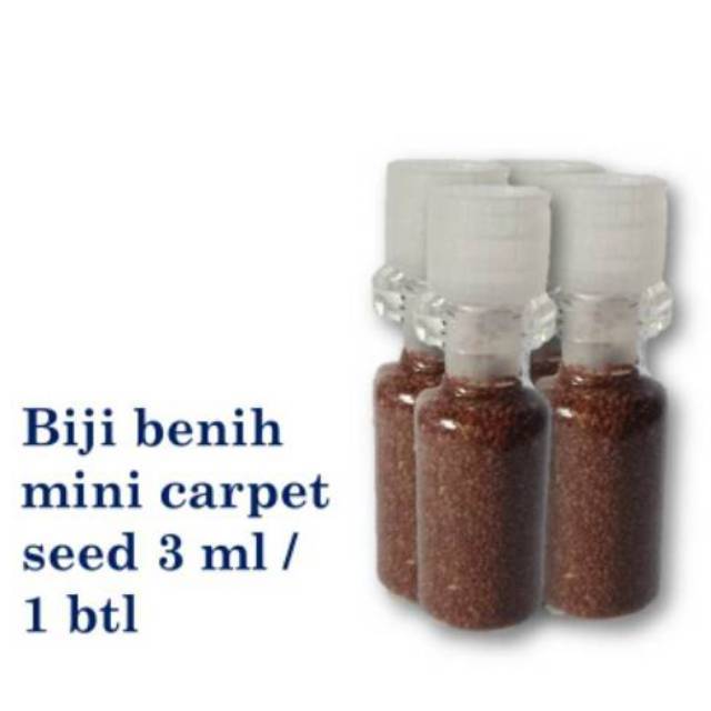 CARPET SEED Bibit tanaman air karpet aquascape aquarium akuarium plant